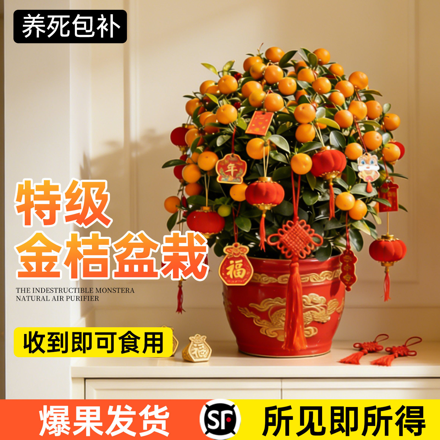 四季金桔树树苗盆栽室内客厅橘子树可食用带果年橘可食用花卉绿植,鲜花速递/花卉仿真/绿植园艺,绿植,淘宝优惠券,粉丝福利购,淘宝优惠卷