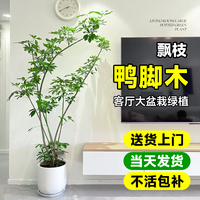 造型鸭脚木客厅大盆栽室内大型绿植落地式真花大号旺宅鸭掌木好养