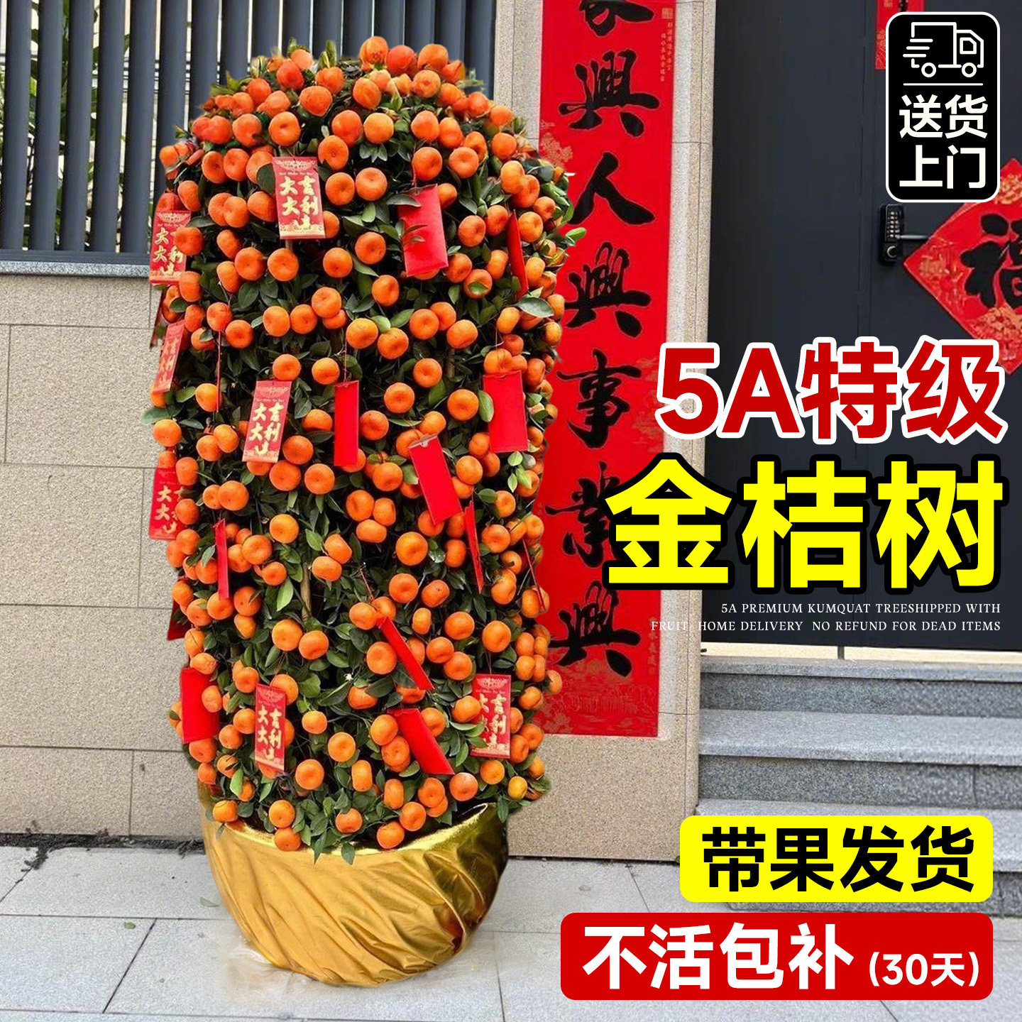 金桔树盆栽带果客厅绿植室内大型植物桔子橘子树苗花卉年桔桔树,鲜花速递/花卉仿真/绿植园艺,大型绿植/成品组合盆栽,淘宝优惠券,粉丝福利购,淘宝优惠卷