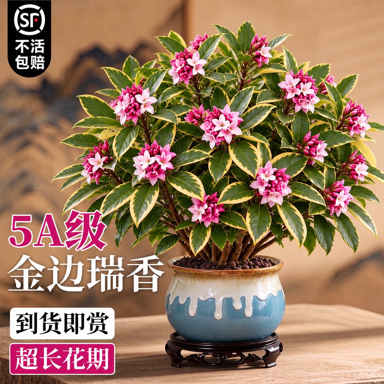 金边瑞香盆栽浓香型老桩大苗带花苞耐寒阳台花卉植物室内花年宵花
