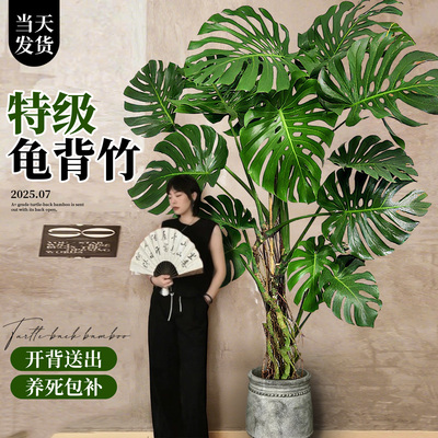 【特级龟背竹】开背发出不活包补