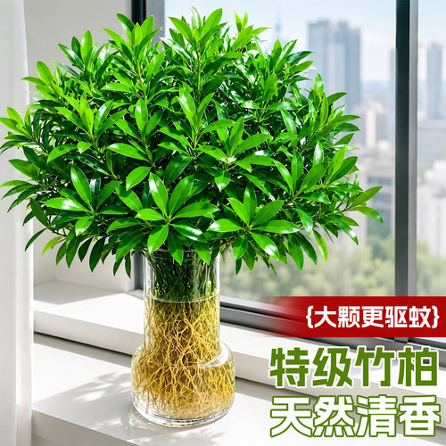 5A特级驱蚊竹柏绿植物四季常青