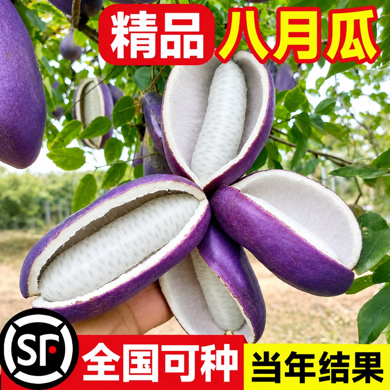 八月瓜树苗大苗庭院四季南方种植图片