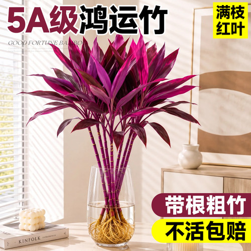 水培紫竹粗杆鸿运竹招财桌面绿植