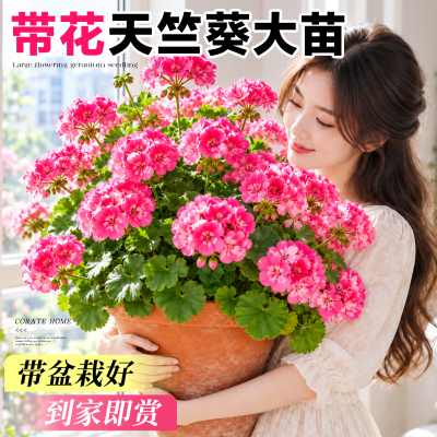 重瓣天竺葵盆栽带花发货不活包补