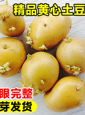 带芽黄心土豆原种芽率超高包成活