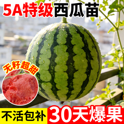 西瓜苗种籽8242麒麟西瓜苗秧嫁接阳台盆栽懒汉无籽冰糖西瓜苗美都