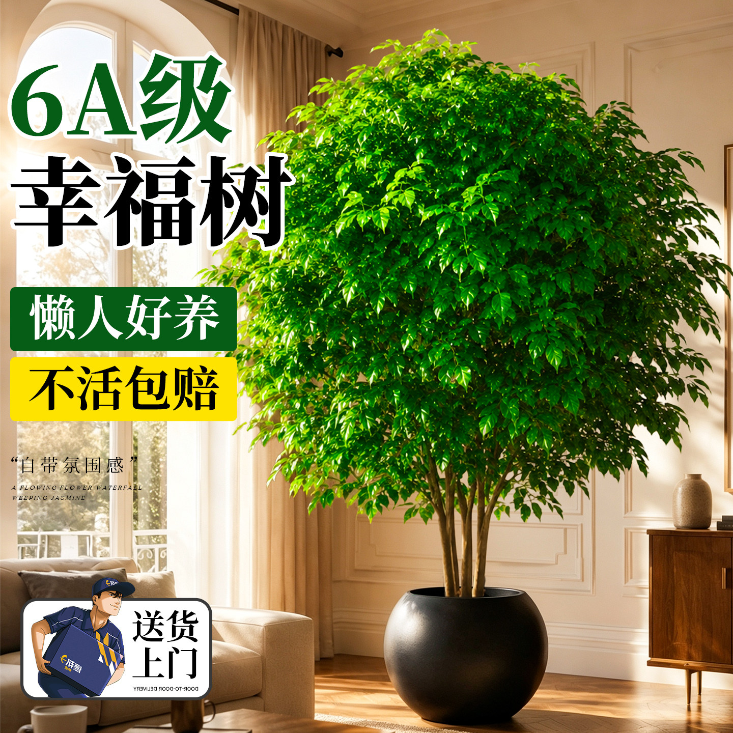 幸福树客厅大盆栽丛生老桩室内外大型绿植除甲醛净化空气四季常青