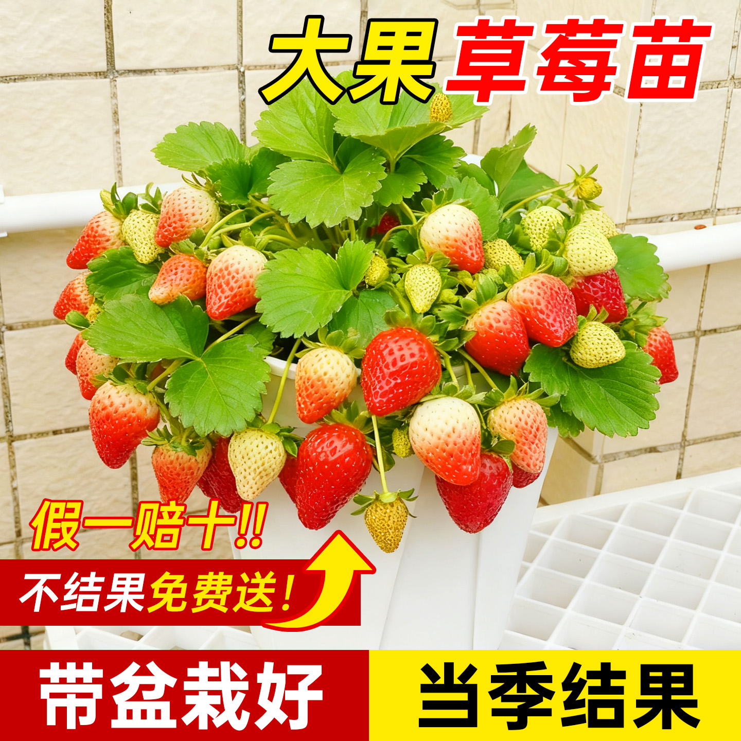 【不活包补】草莓盆栽新苗特大号
