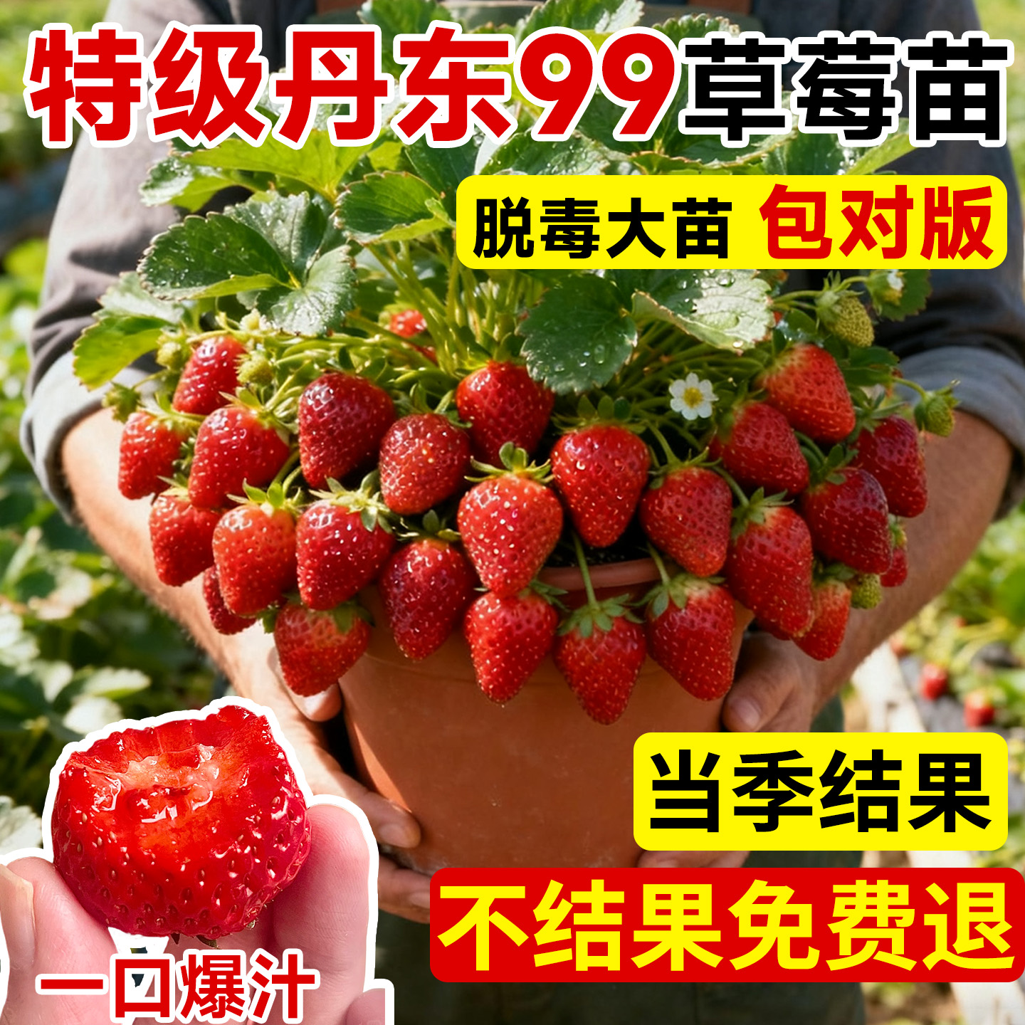 【不结果免费送】丹东99草莓大苗