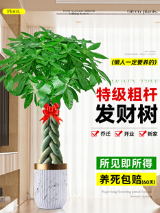 发财树客厅盆栽大花盆大型步步高招财树绿植高级感办公室乔迁开业