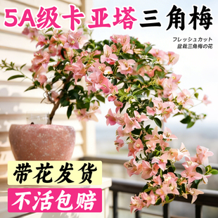 三角梅盆栽带花老桩重瓣四季鲜花期长开花卉绿植室内阳台好养绿植