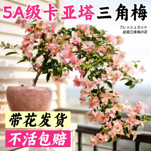 5A级新品卡亚塔三角梅不活包赔