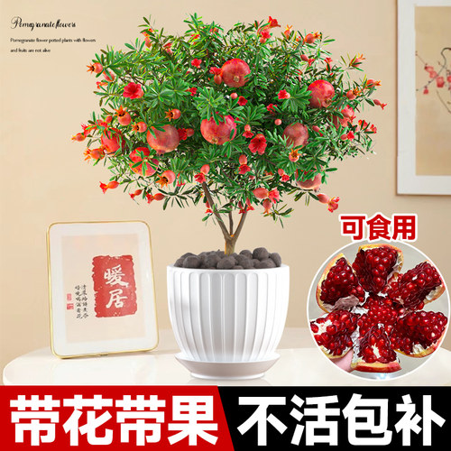 石榴花盆栽石榴树树苗耐寒树苗