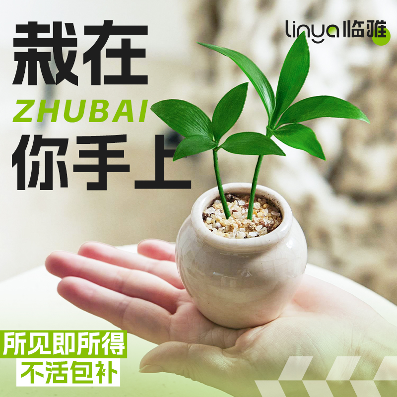 迷你盆栽创意绿植摆件桌面好养