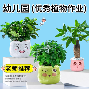 植物盆栽幼儿园好养活小朋友绿植儿童种植薄荷栀子花办公室内桌面
