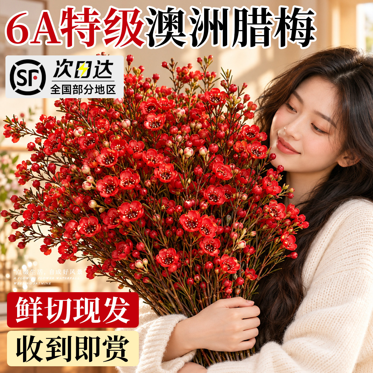 澳洲腊梅鲜花云南基地直发鲜切花水培植物花卉插花年宵花室内家用