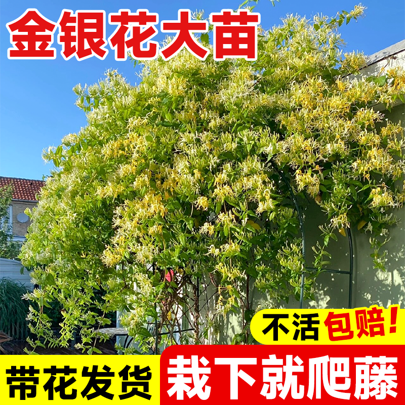 金银花树苗爬藤植物四季老桩盆栽苗红色药用可食用阳台庭院种植苗 鲜花速递/花卉仿真/绿植园艺 藤本/攀援植物 原图主图