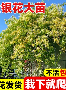 金银花树苗爬藤植物四季老桩盆栽苗红色药用可食用阳台庭院种植苗