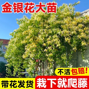 金银花树苗爬藤植物四季 老桩盆栽苗红色药用可食用阳台庭院种植苗