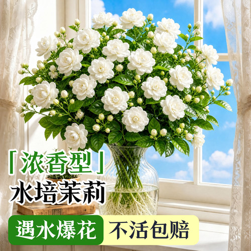 5A特级浓香型水培茉莉花四季开花