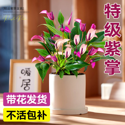 香妃齐祖紫掌盆栽水培花卉绿植