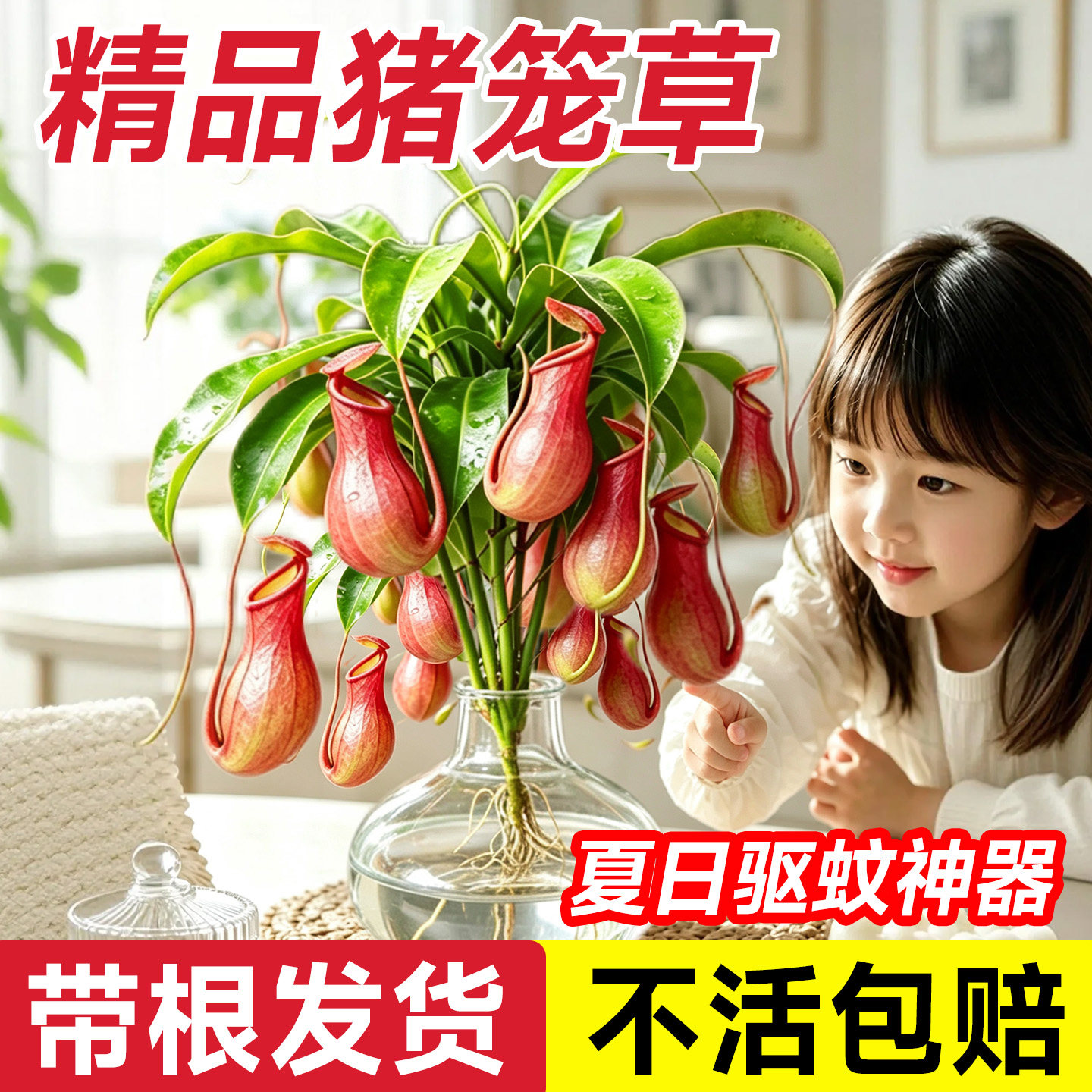 猪笼草驱蚊水培植物小盆栽食虫捕蝇草室内绿植办公室盆栽懒人好养