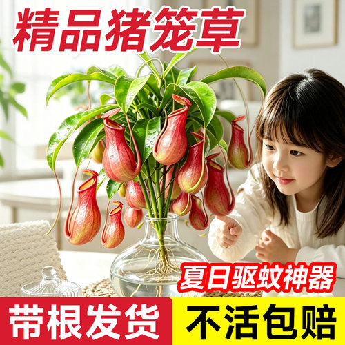 带根发货精品猪笼草食虫植物水培