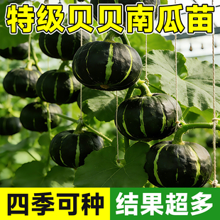 贝贝南瓜苗正宗板栗味小南瓜秧苗种子菜种高产早熟阳台盆栽蔬菜苗