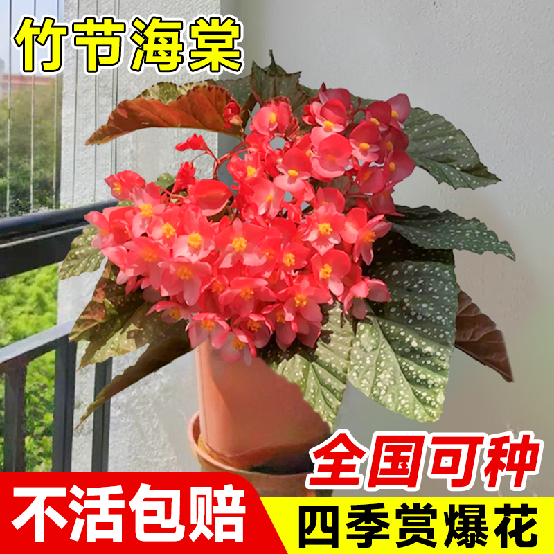 竹节秋海棠花卉盆栽易活四季开花树苗鳟鱼植物鸟福寿阳台室内绿植