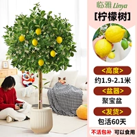 [Развитая корневая система, легко подкармливать] Лимонное дерево около 1,9-2,1 метра + рог изобилия [много ветвей и много результатов] Бесплатный шелк кокосовой пальмы + лоток + удобрение