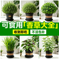 Peppermint, rosemary, Perilla, basil, thyme, edible herbs, potted indoor mosquito repellent, green plants thumbnail 4
