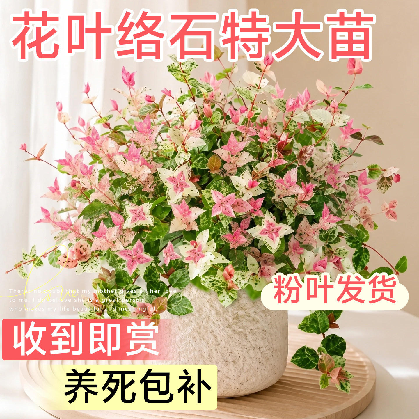 花叶络石五彩垂吊兰绿植物盆栽办公室花卉室内外耐阴耐晒好养四季
