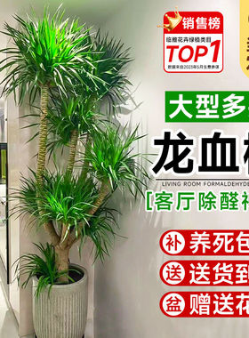 龙血树客厅绿植多头龙须树龙铁树客厅绿植室内大型龙血树植物盆栽