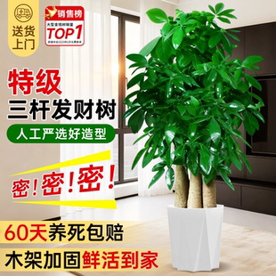步步高发财树三杆大棵客厅盆栽大型绿植盆景矮桩乔迁之喜办公室