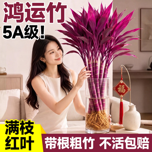 水培紫竹粗杆鸿运竹招财桌面绿植