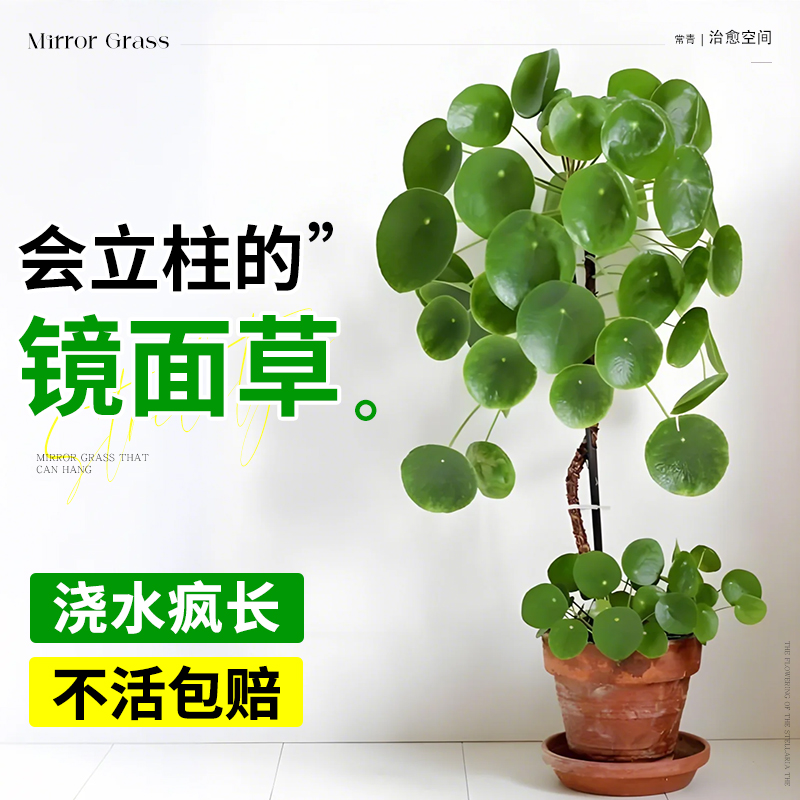 会爬藤/垂吊的镜面草老桩好养