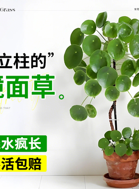 镜面草盆栽老桩爬藤植物室内绿植四季耐阴好养易活懒人适合养的花