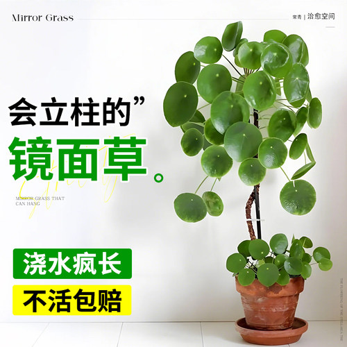 会爬藤/垂吊的镜面草老桩好养