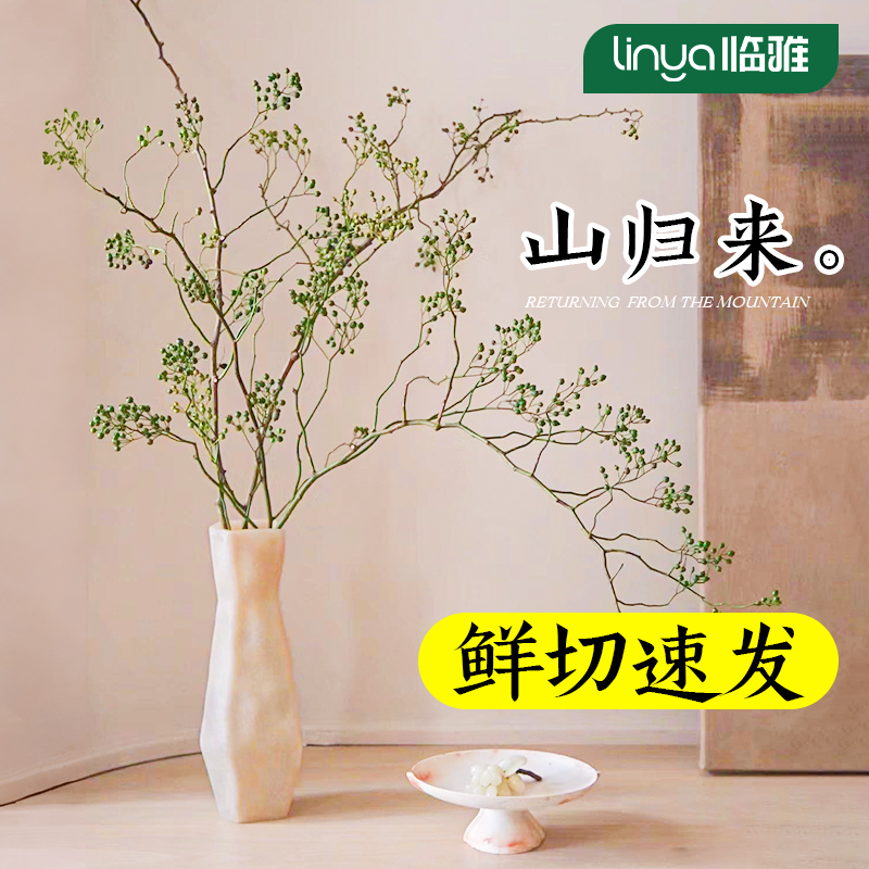 【变色绿植】鲜切水培山归来枝条