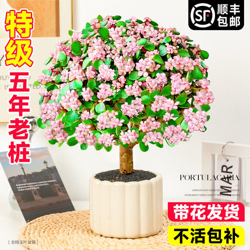 金枝玉叶老桩多肉盆栽