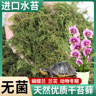 蝴蝶兰专用营养土动物用苔藓水苔