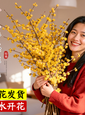 腊梅鲜花家用鲜切带花苞干枝腊梅枝条四季水培花卉插花室内绿植物