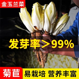 金玉兰菜种籽软化菊苣白菜根苗种子四季 菜种阳台盆栽高产蔬菜种孑