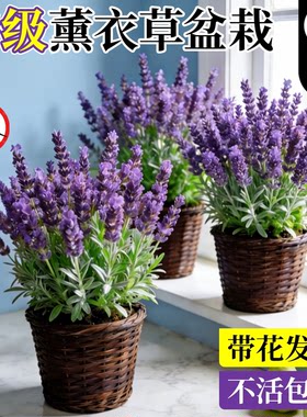 特级薰衣草盆栽开花大苗四季驱蚊