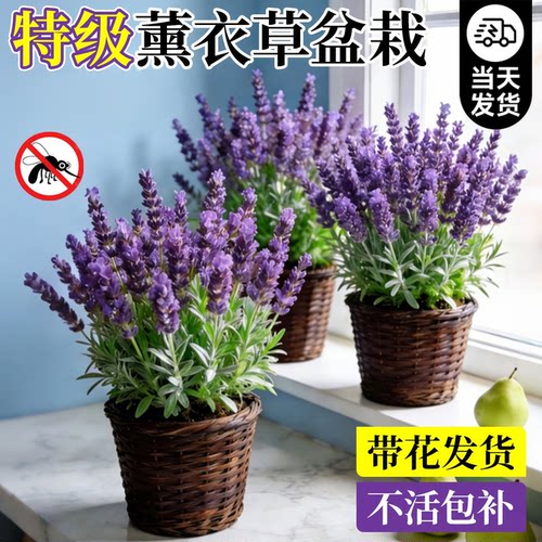特级薰衣草盆栽开花大苗四季驱蚊