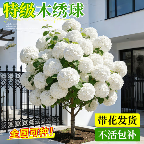 中华木绣球大花斗球树苗庭院地栽