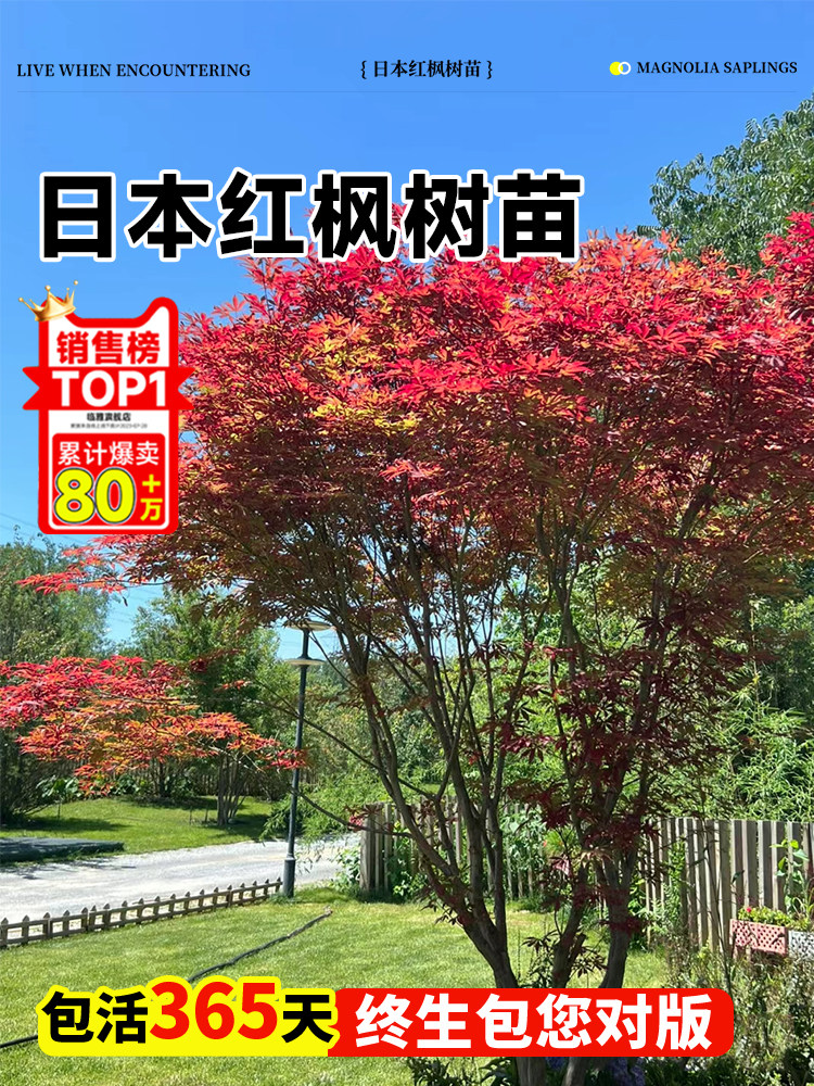 日本红枫树苗盆景老桩四季红室外庭院风景树绿化枫树苗红舞姬大树