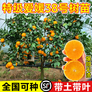 爱媛38号树苗果冻橙果树果苗盆栽象山红美人橘子树柑桔树果冻橙树
