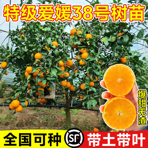 爱媛38号果冻橙果树树苗